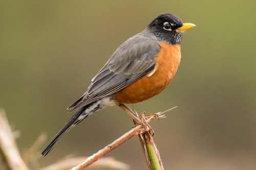 American Robin — The Backyard Bird You'll Spot First