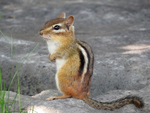 Eastern Chipmunk, the cheek-pouched sprinter of every backyard