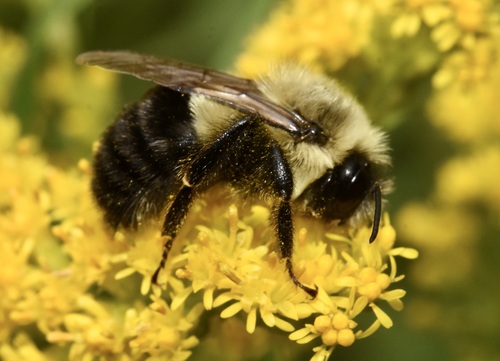 Common Eastern Bumble Bee, the fuzzy yellow-and-black backyard pollinator