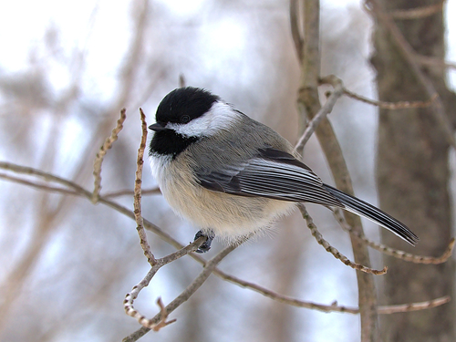 Black-capped Chickadee, the tiny bird that says its own name