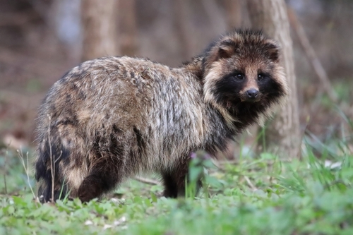 너구리, 한강 둔치에서 해 질 무렵 만나는 도시 동물