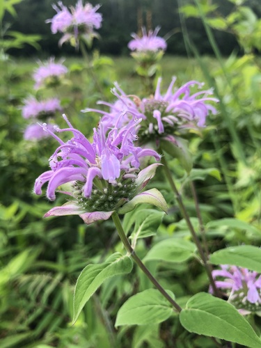 Wild Bergamot, the ragged lavender crown that smells of mint